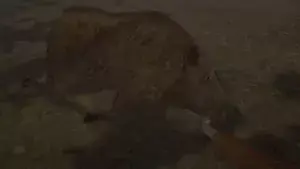 Hog Hunter 2021